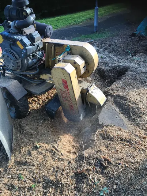Stump grinder cutting a tree stump down below ground level