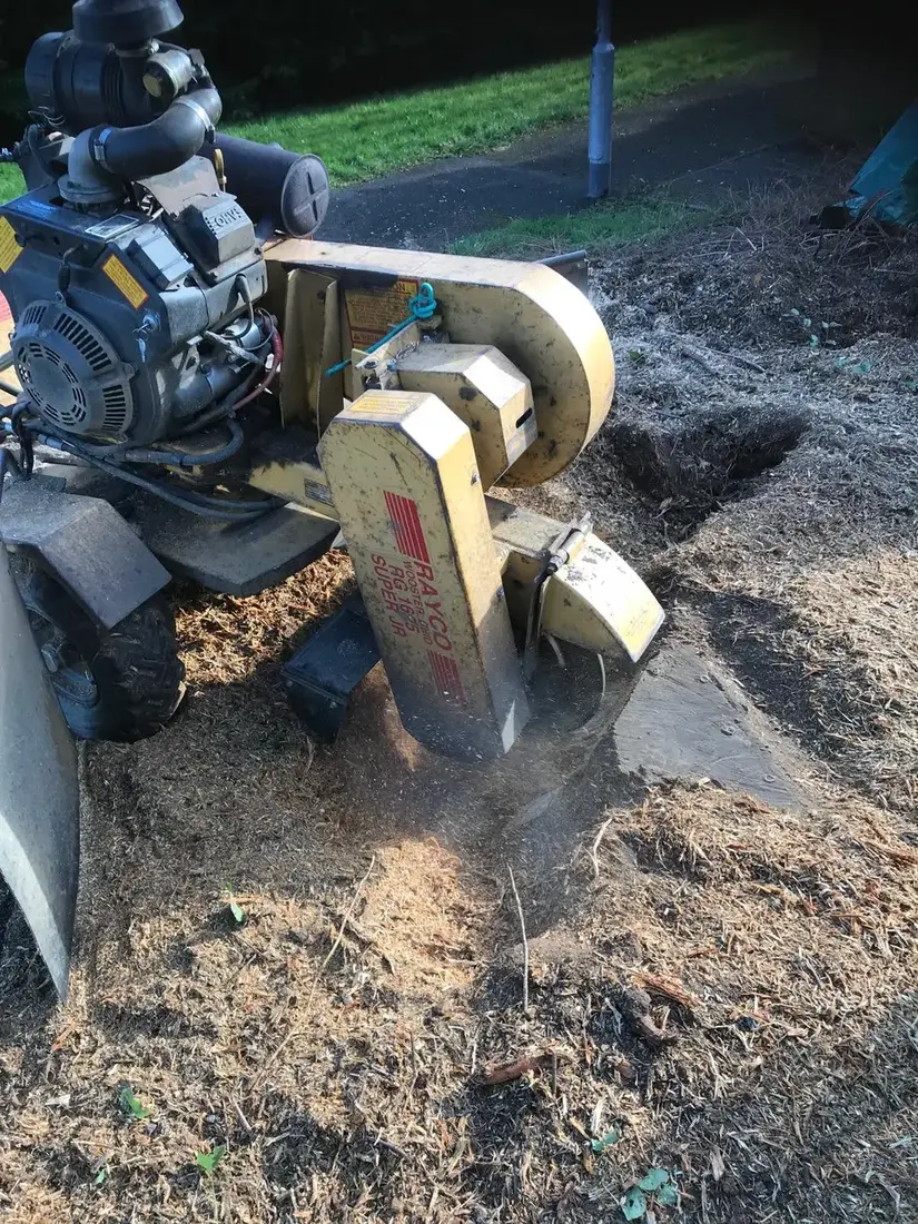 Stump grinder at work, cutting a stump below ground level