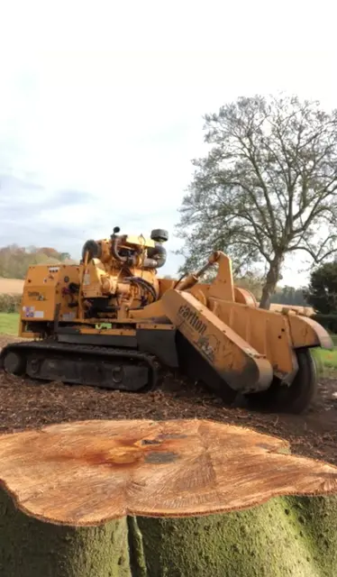 Tracked stump grinder beside a large cut stump on an open site
